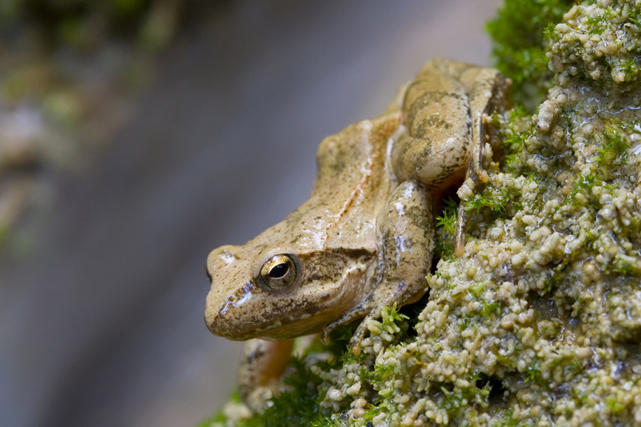Rana dalmatina